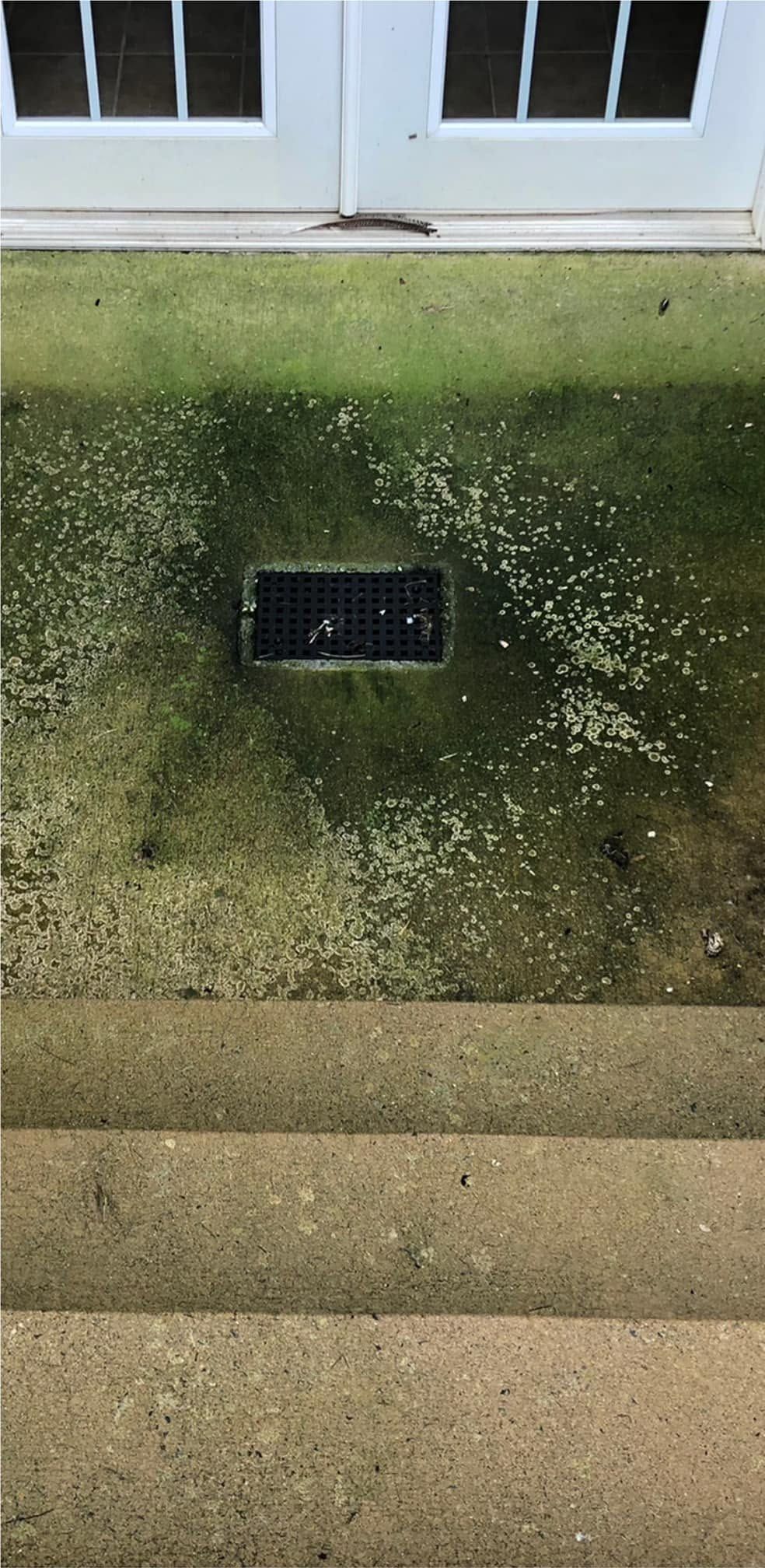 Concrete patio below a pair of glass doors, green with algae around a drain grate, with steps below