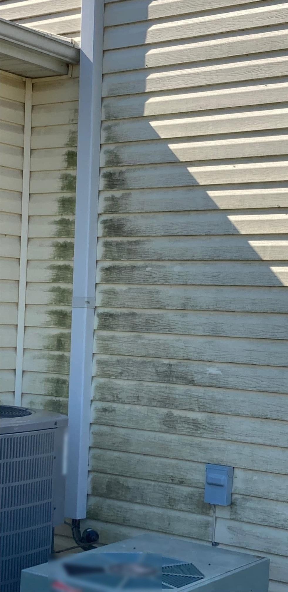 Cream vinyl siding beside a downspout with green algae streaks on the laps