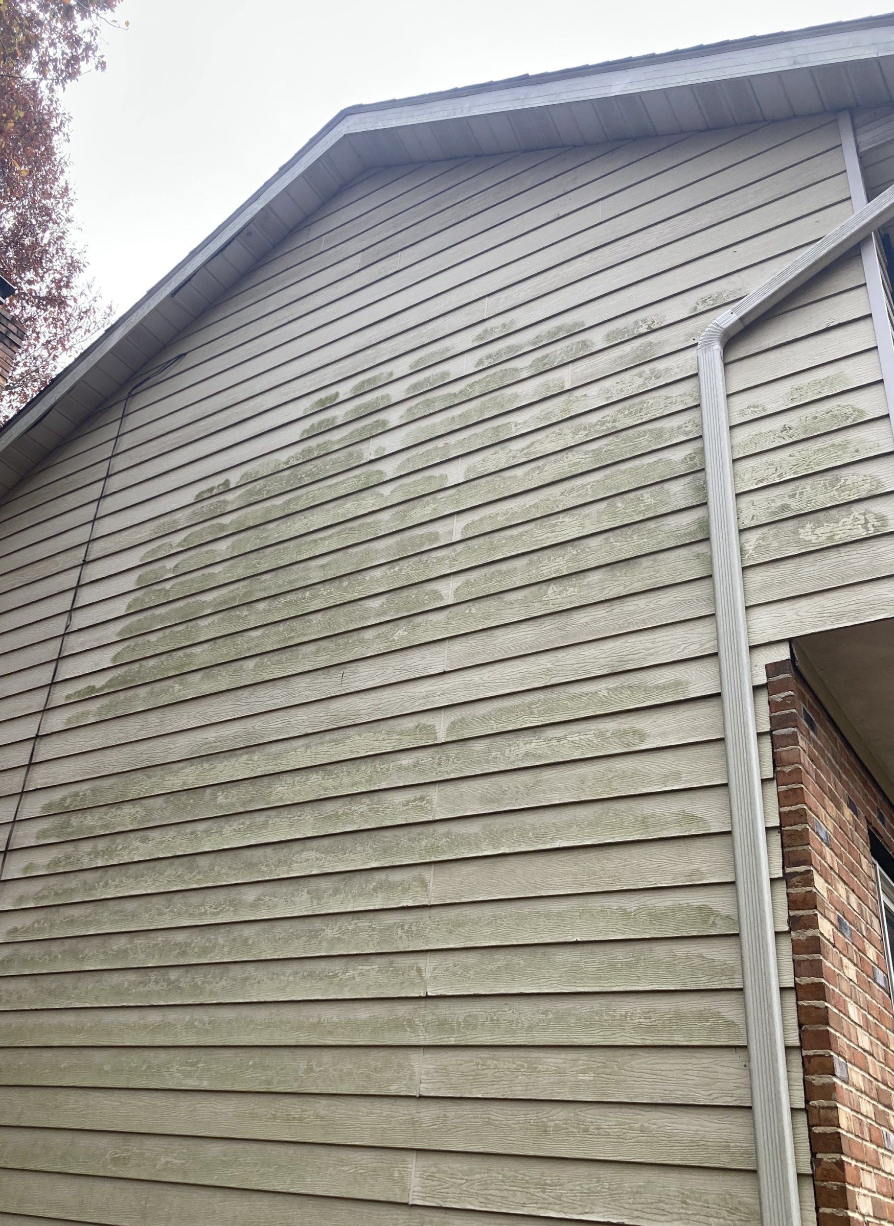 Tan wood-grain lap siding on a gable end beside a white downspout and a red brick corner, streaked with green growth across most of the laps